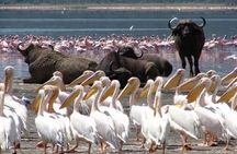 4 Days Masai Mara and lake Nakuru budget safari.