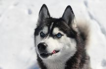 5KM Husky Sled Ride from Levi