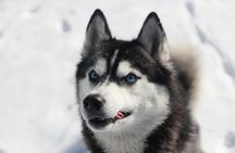 Husky Safari from Levi 2 KM or 5 KM with Husky Sledge Ride