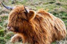 Invergordon Shore Excursion -Best of the Highlands