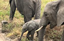 3 days Camping in Serengeti and Ngorongoro