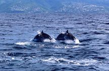 Speed Boat Dolphins and Turtles Full Day