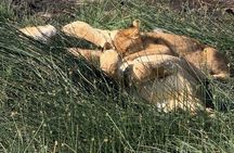 6 Days Private Serengeti Migration Safari