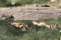 6 Days Private Serengeti Migration Safari