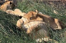 6 Days Private Serengeti Migration Safari