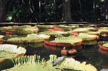 Explore the North Of Mauritius and Visit to Odysseo and Lunch 