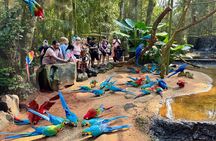 Private Tour Iguazu Falls Full Day Brazil with Bird Park