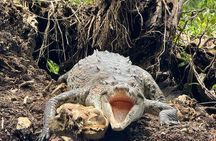 Package of 3 excursions in Tortuguero (Canoa, viewpoint, hike)