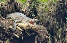 Package of 3 excursions in Tortuguero (Canoa, viewpoint, hike)