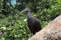 Package of 3 excursions in Tortuguero (Canoa, viewpoint, hike)