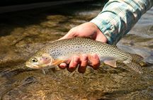 Guided Full-Day Fly Fishing Adventure in Glacier National Park