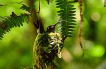 Guided Birdwatching Activity in Braulio Carrillo, Costa Rica 