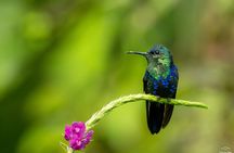 Guided Birdwatching Activity in Braulio Carrillo, Costa Rica 
