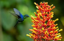 Guided Birdwatching Activity in Braulio Carrillo, Costa Rica 
