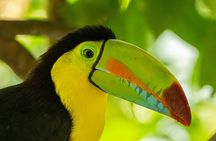 Guided Birdwatching Activity in Braulio Carrillo, Costa Rica 