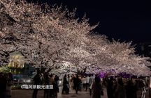 YokaBus Fukuoka Cherry Blossom Famous Spots and Night Sakura Tour
