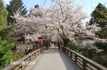 YokaBus Fukuoka Cherry Blossom Famous Spots and Night Sakura Tour