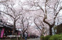 YokaBus Fukuoka Cherry Blossom Famous Spots and Night Sakura Tour