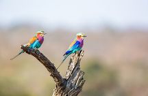 Explore 3 days Mikumi Wildlife Safari from Zanzibar 