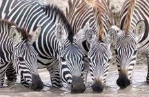 Explore 3 days Mikumi Wildlife Safari from Zanzibar 