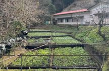 Mt Fuji Shizuoka Wasabi Tour with Hokusai Train and Bullet Train