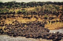 Maasai Mara Day Trip and Maasai Village From Nairobi