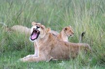 Maasai Mara Day Trip and Maasai Village From Nairobi