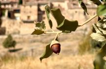 From Madrid : Patrons and Pedraza hidden villages of Castile