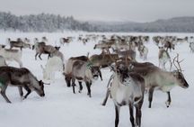 A Day with Reindeer Herders