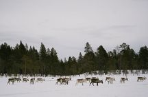 A Day with Reindeer Herders
