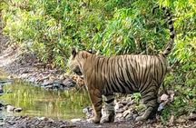 6 Days Delhi Agra Jaipur with Ranthambore Safari Road Trip