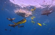 The Race of the Sardine