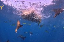 The Race of the Sardine