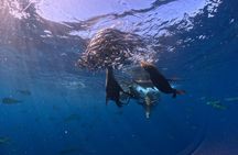 The Race of the Sardine