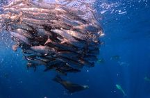 The Race of the Sardine