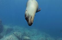 Balandra Beach and Sea Lions Private Tour