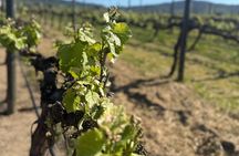 Forest Houses Tour with Tannin Lunch and Selected Tasting