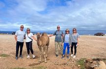 Private Luxury 4-Hour Tangier tour