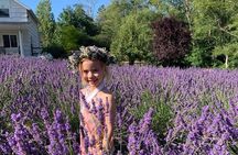 Lavender Farm U-Pick Experience Bainbridge Island (Near Seattle)