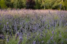 Lavender Farm U-Pick Experience Bainbridge Island (Near Seattle)