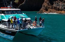 Akaroa and Banks Peninsula From Christchurch (Private Tour)