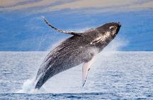 Maui Snorkel Sail Adventure with Lunch and Whale Watching