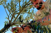 Olive Oil Workshop with E Bike Adventure in Dubrovnik