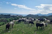 Apokoronas Hidden Roads Van Tour: Villages, Views & Cheese Making