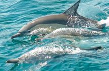 Muscat Dolphin Watching Boat Amazing Trip 