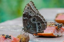 Nature trail + Butterfly garden 