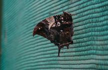 Nature trail + Butterfly garden 