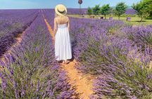 Provence Lavender Fields Tour from Aix-en-Provence