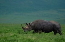 Ngorongoro Crater Day Tour Big Five Safari Adventure