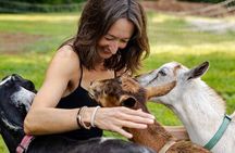 Goat Yoga Experience in Asheville